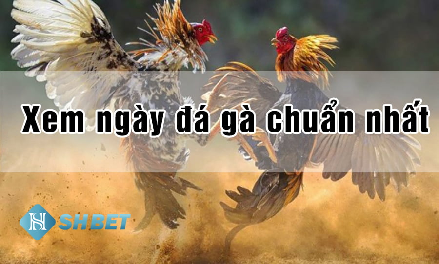 coi ngày đá gà