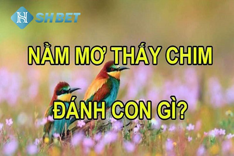 Mơ thấy chim đánh con gì thì trúng lớn? Giải mã giấc mơ