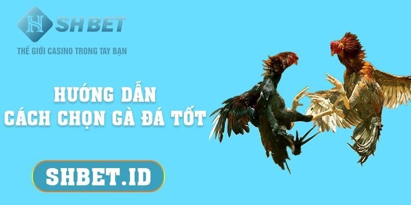 SHBET_Hướng dẫn cách chọn gà đá tốt để thi đấu 2023