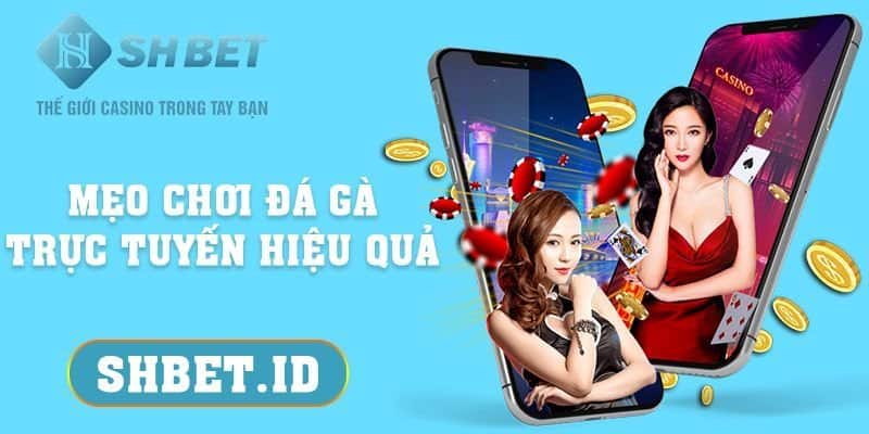 Cách nhận biết tướng gà đá chiến thắng từ cao thủ